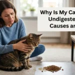 cat vomiting undigested food